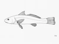 Snakehead kingcroaker (Menticirrhus ophicephalus)