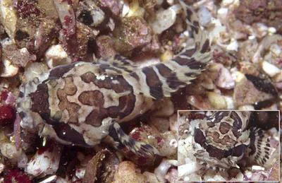 Snakehead toadfish (Batrichthys apiatus)