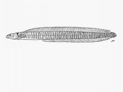 Snakelet (Halidesmus scapularis)