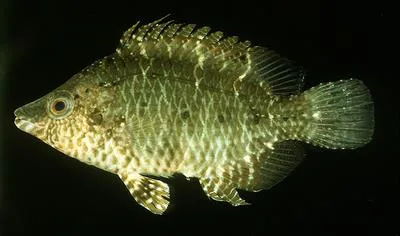 Sneaky wrasse (Pteragogus guttatus)