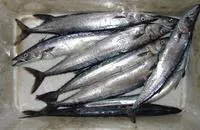Snoek (Thyrsites atun)