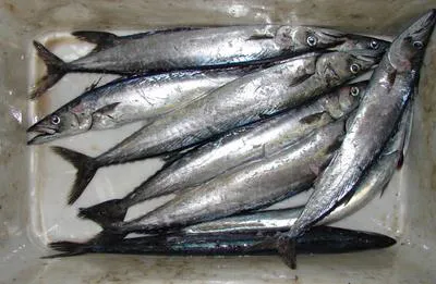 Snoek (Thyrsites atun)