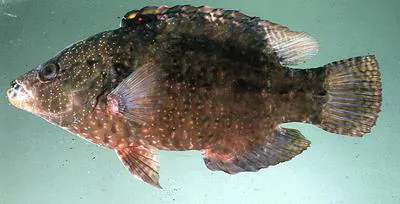 Snooty wrasse (Cheilinus oxycephalus)
