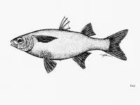 Snouted mullet (Chaenomugil proboscideus)