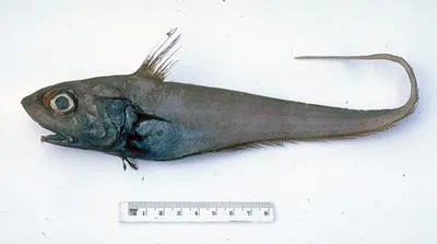 Snoutscale whiptail (Ventrifossa johnboborum)