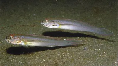 Snoutspot goby (Amblygobius esakiae)
