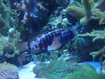 Snow bass (Serranus chionaraia)