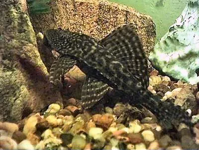 Snow pleco (Pterygoplichthys anisitsi)