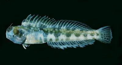 Snow's rockskipper (Rhabdoblennius snowi)