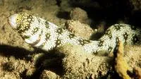 Snowflake moray (Echidna nebulosa)