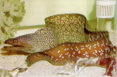 Snowflake-patched moray (Gymnothorax niphostigmus)