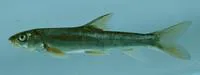 Snowtrout (Schizothorax richardsonii)