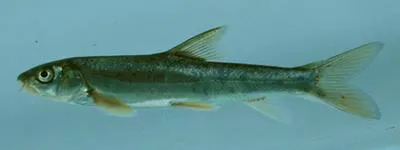 Snowtrout (Schizothorax richardsonii)