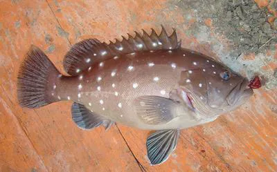 Snowy grouper (Hyporthodus niveatus)