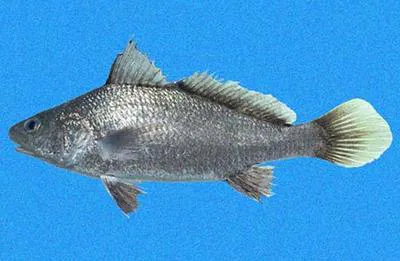Snub-nosed croaker (Ophioscion simulus)