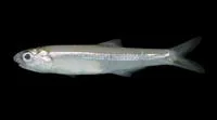 Snubnose anchovy (Anchoviella brevirostris)