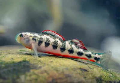 Snubnose darter (Etheostoma simoterum)