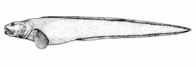 Snubnose eelpout (Pachycara bulbiceps)