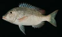 Snubnose emperor (Lethrinus borbonicus)