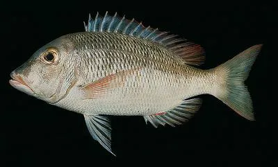 Snubnose emperor (Lethrinus borbonicus)