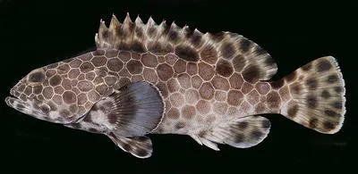 Snubnose grouper (Epinephelus macrospilos)