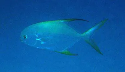 Snubnose pompano (Trachinotus blochii)