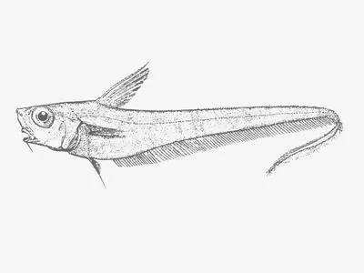 Snubnose whiptail (Kuronezumia leonis)