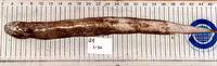 Snubnosed eel (Simenchelys parasitica)