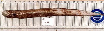Snubnosed eel (Simenchelys parasitica)