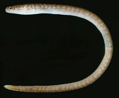 Snyder's moray (Anarchias leucurus)