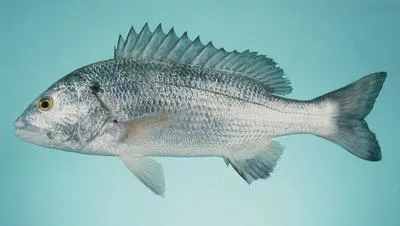 Sobaity seabream (Sparidentex hasta)