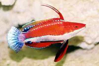 Social wrasse (Cirrhilabrus rubriventralis)