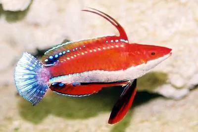 Social wrasse (Cirrhilabrus rubriventralis)
