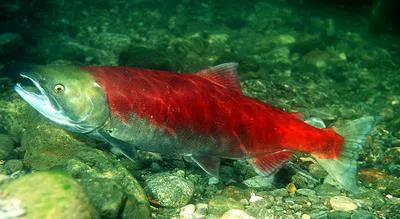 Sockeye salmon (Oncorhynchus nerka)
