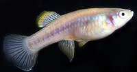 Soconusco gambusia (Brachyrhaphis hartwegi)