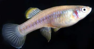 Soconusco gambusia (Brachyrhaphis hartwegi)