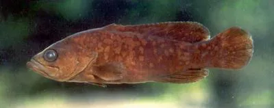 Socorran soapfish (Rypticus courtenayi)