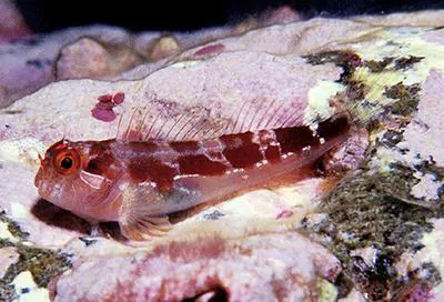 Socorro blenny (Hypsoblennius proteus)