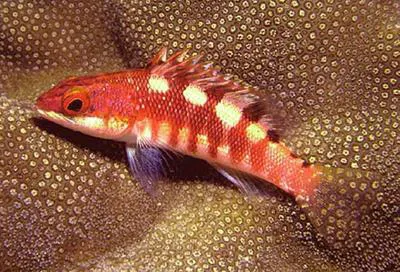 Socorro serrano (Serranus socorroensis)