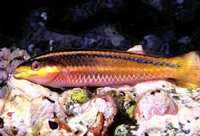 Socorro wrasse (Halichoeres insularis)