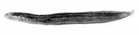 Socotran snakelet (Halidesmus socotraensis)