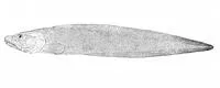 Soft eelpout (Bothrocara molle)