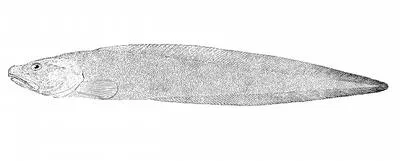 Soft eelpout (Bothrocara molle)