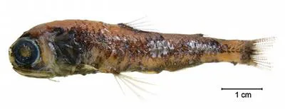 Soft lanternfish (Diaphus mollis)