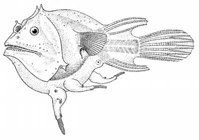 Soft leafvent angler (Haplophryne mollis)