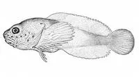 Soft sculpin (Psychrolutes sigalutes)