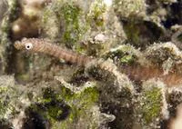 Softcoral pipefish (Siokunichthys breviceps)