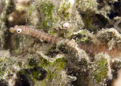 Softcoral pipefish (Siokunichthys breviceps)