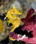 Softcoral seahorse (Hippocampus debelius)