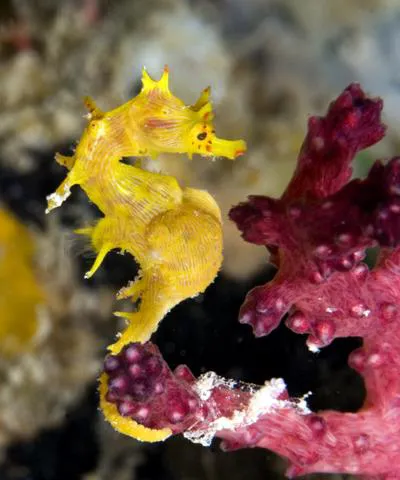 Softcoral seahorse (Hippocampus debelius)